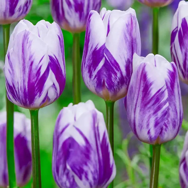 Tulip, Triumph, 'sweet Flag', Lilac - View 13 from www redcrocus com