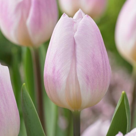 Tulip, Triumph, 'sweet Flag', Lilac - View 1 from www redcrocus com