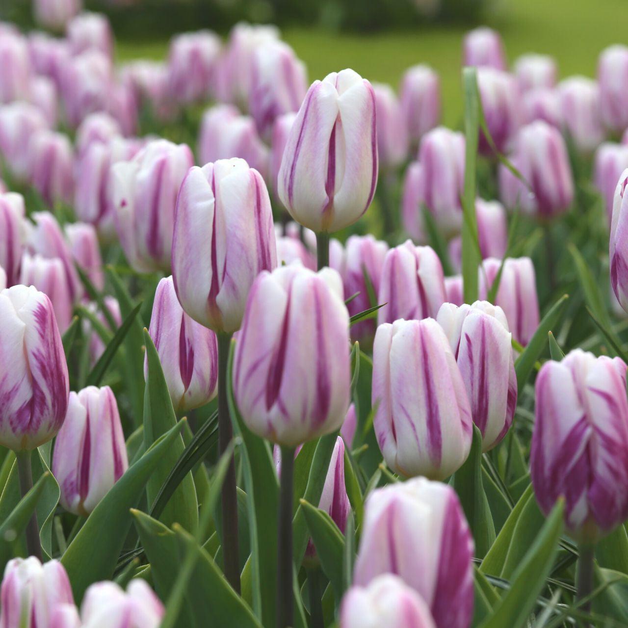 Tulip, Triumph, 'sweet Flag', Lilac - View 8 from www redcrocus com