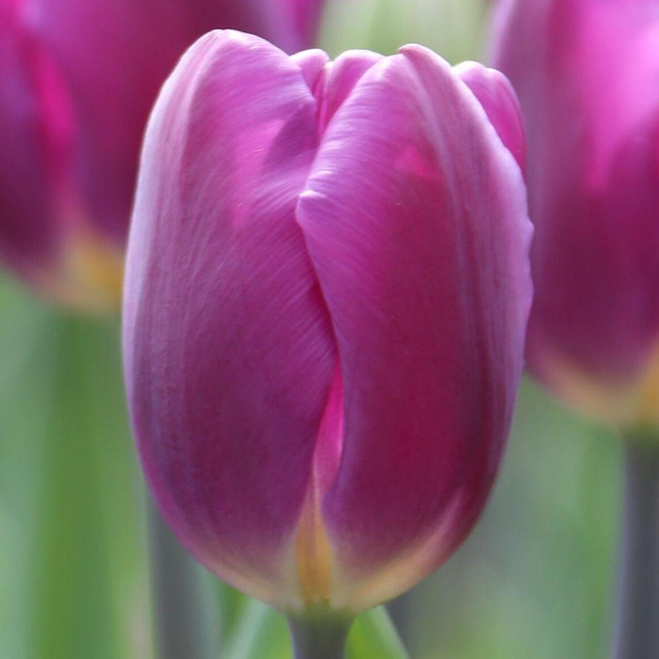 Tulip, Triumph, 'sweet Flag', Lilac - View 9 from www redcrocus com