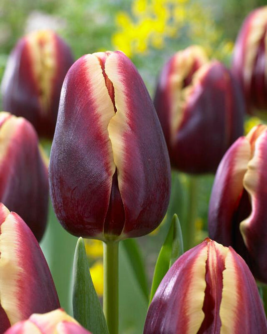 Tulip, Triumph, 'doberman' - View 1 from www redcrocus com