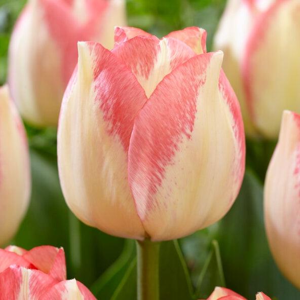Tulip, Triumph, 'spryng Sunrise' - View 10 from www redcrocus com