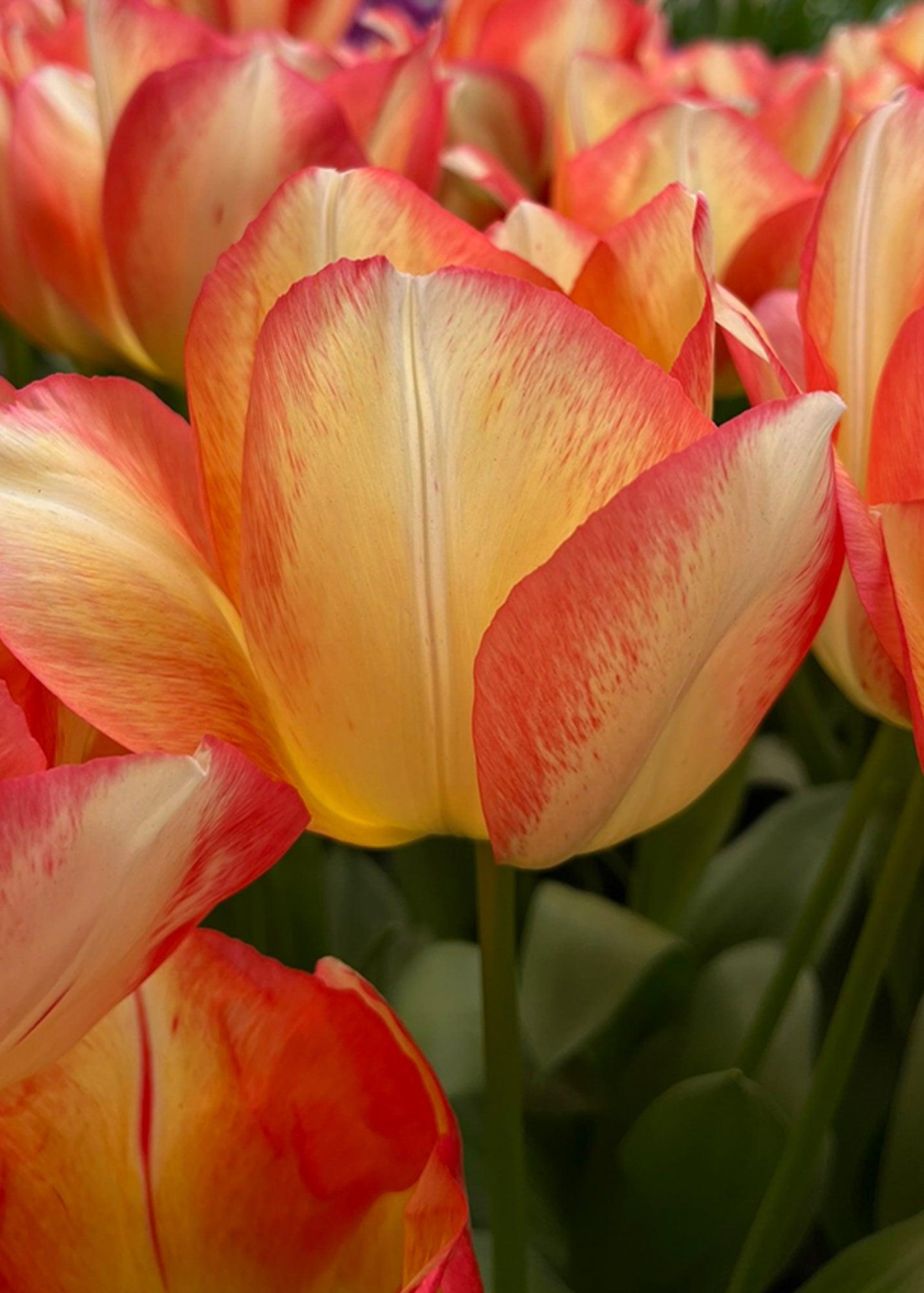 Tulip, Triumph, 'spryng Sunrise' - View 11 from www redcrocus com