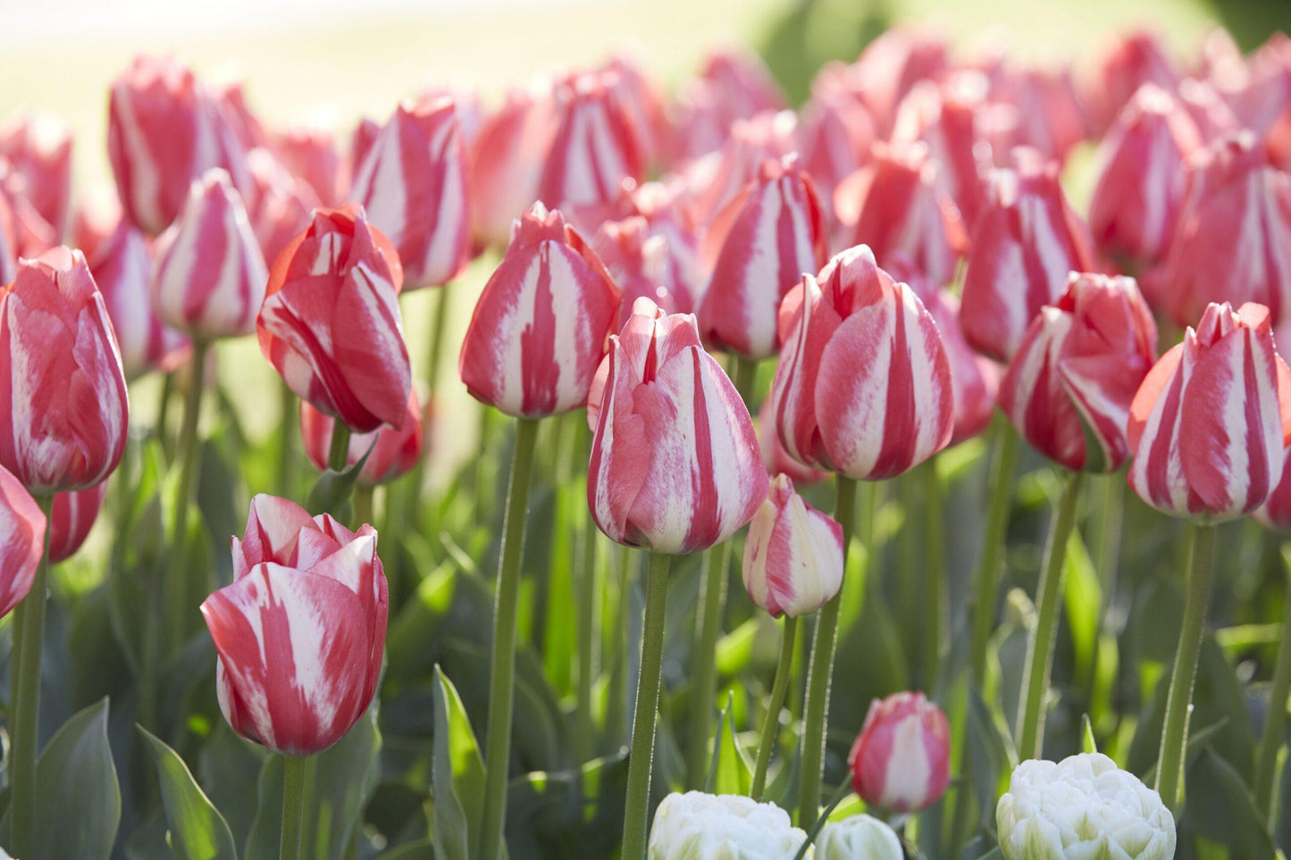 Tulip, Triumph, 'spryng Sunrise' - View 5 from www redcrocus com
