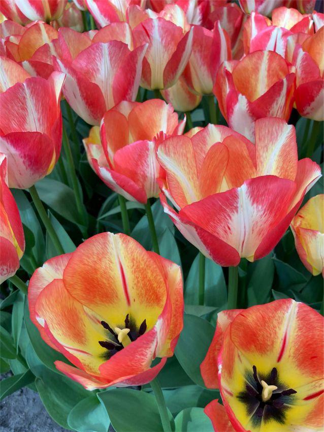 Tulip, Triumph, 'spryng Sunrise' - View 6 from www redcrocus com
