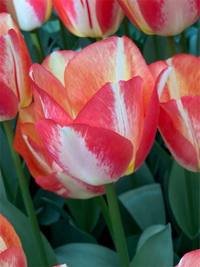 Tulip, Triumph, 'spryng Sunrise' - View 7 from www redcrocus com