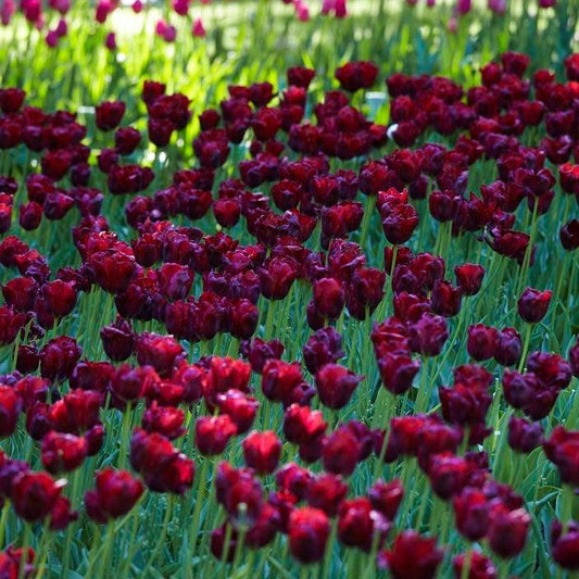 Tulip, Triumph, 'ronaldo' - View 1 from www redcrocus com