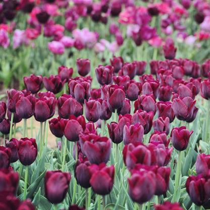 Tulip, Triumph, 'ronaldo' - View 20 from www redcrocus com