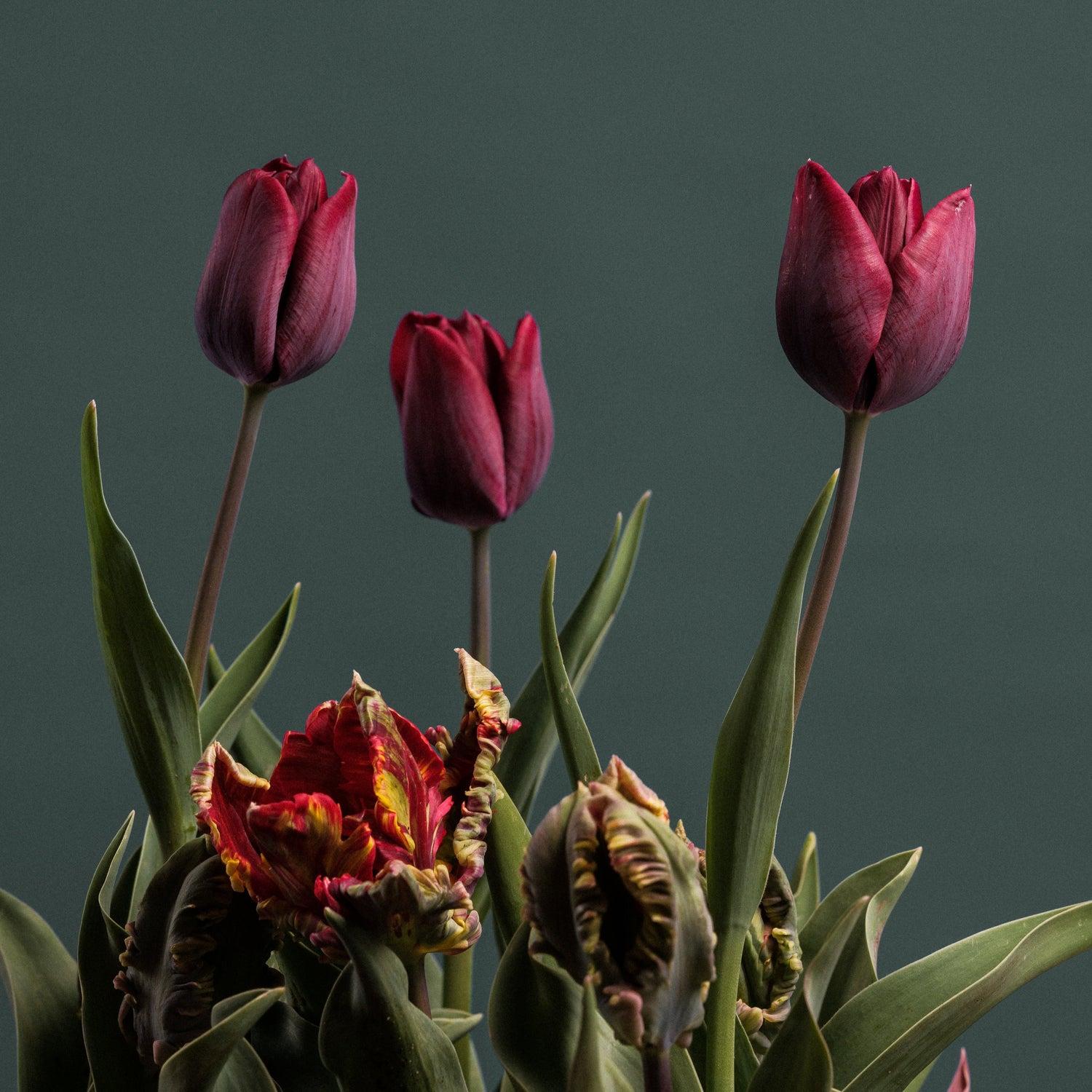 Tulip, Triumph, 'ronaldo' - View 26 from www redcrocus com