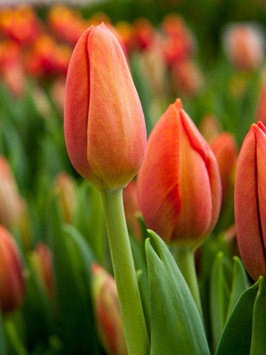 Tulip, Triumph, 'delta Storm' - View 14 from www redcrocus com