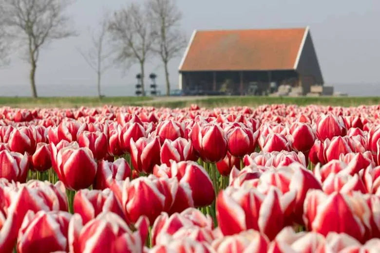 Tulip, Triumph, 'negrita', Deep Plum Purple - View 12 from www redcrocus com