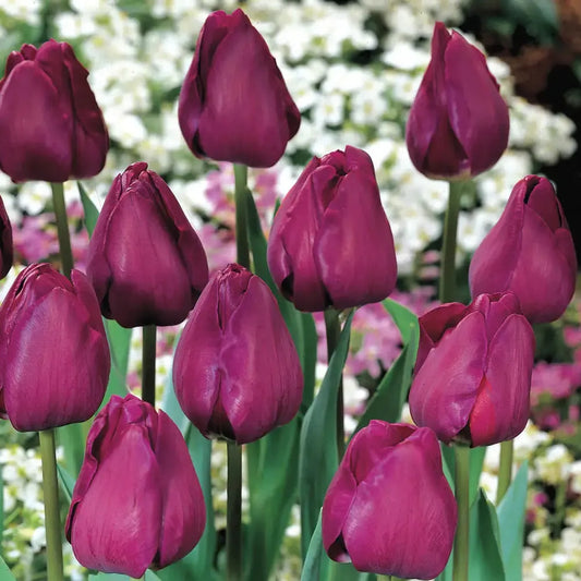 Tulip, Triumph, 'negrita', Deep Plum Purple - View 1 from www redcrocus com