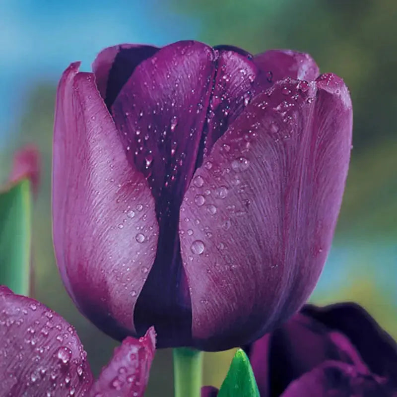 Tulip, Triumph, 'negrita', Deep Plum Purple - View 6 from www redcrocus com
