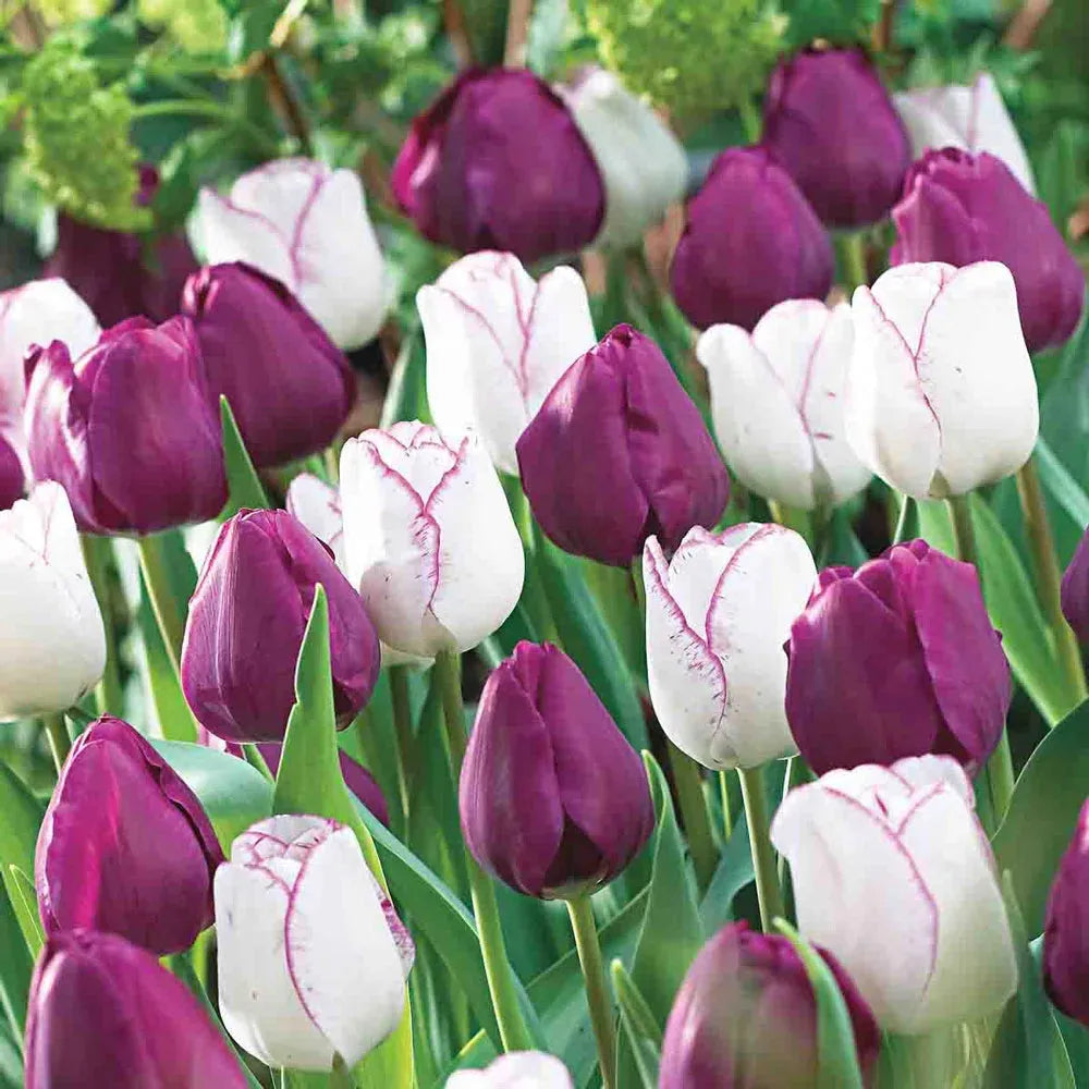 Tulip, Triumph, 'negrita', Deep Plum Purple - View 8 from www redcrocus com