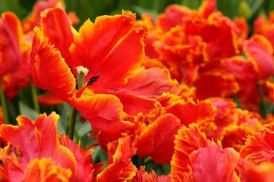 Tulip, Mixture, 'fire Glow', Reds, Oranges, Yellows - View 17 from www redcrocus com