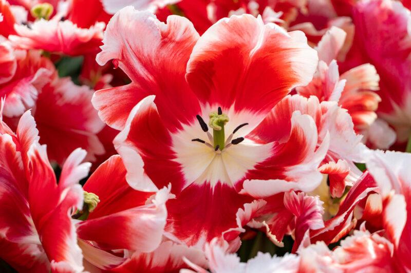 Tulip, Mixture, 'fire Glow', Reds, Oranges, Yellows - View 4 from www redcrocus com