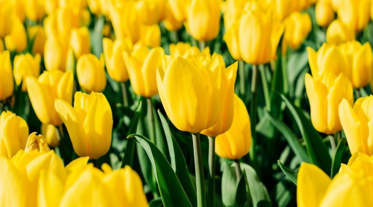 Tulip, Triumph, 'strong Gold', Buttery Yellow - View 27 from www redcrocus com