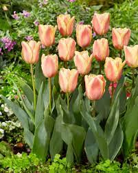 Apricot Foxx Triumph Tulip–Soft Orange Blooms–Attracts Pollinators  100 in Box
