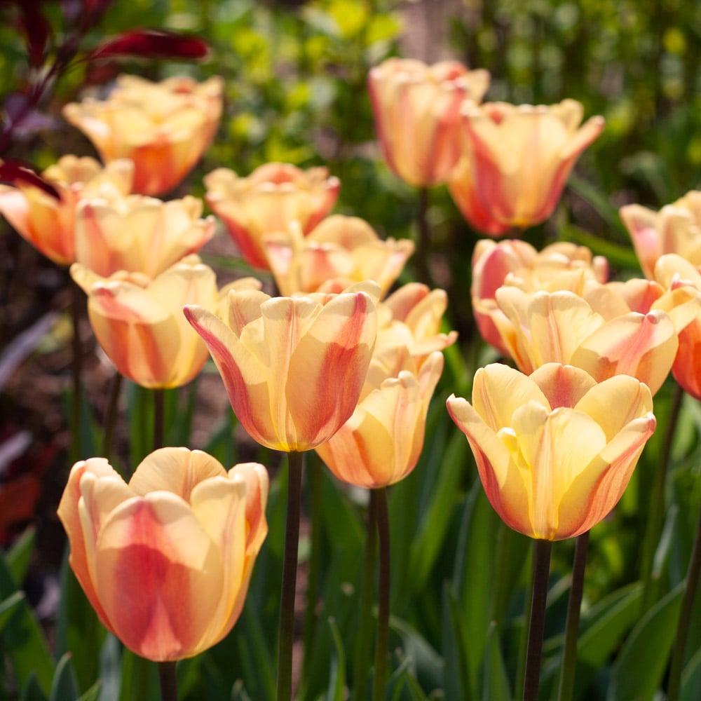 Apricot Foxx Triumph Tulip–Soft Orange Blooms–Attracts Pollinators  100 in Box