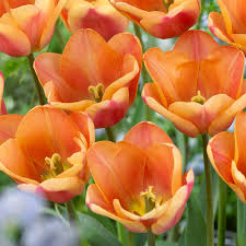 Apricot Foxx Triumph Tulip–Soft Orange Blooms–Attracts Pollinators  100 in Box