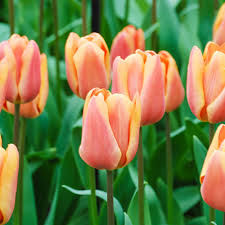 Apricot Foxx Triumph Tulip–Soft Orange Blooms–Attracts Pollinators  100 in Box