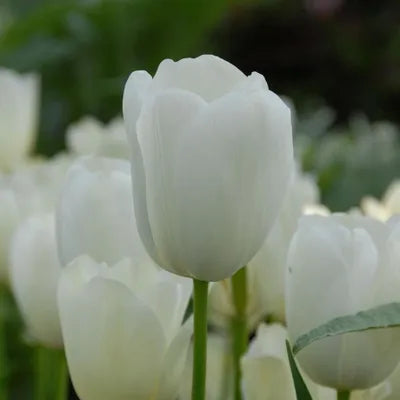 Tulip, Triumph, 'apricot Foxx', Soft Orange, Apricot, And Yellow With A Hbulbs Int Of Rose On The Outer Petal - View 12 from www redcrocus com