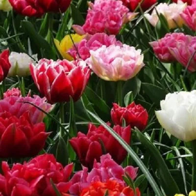 Tulip, Triumph, 'apricot Foxx', Soft Orange, Apricot, And Yellow With A Hbulbs Int Of Rose On The Outer Petal - View 16 from www redcrocus com