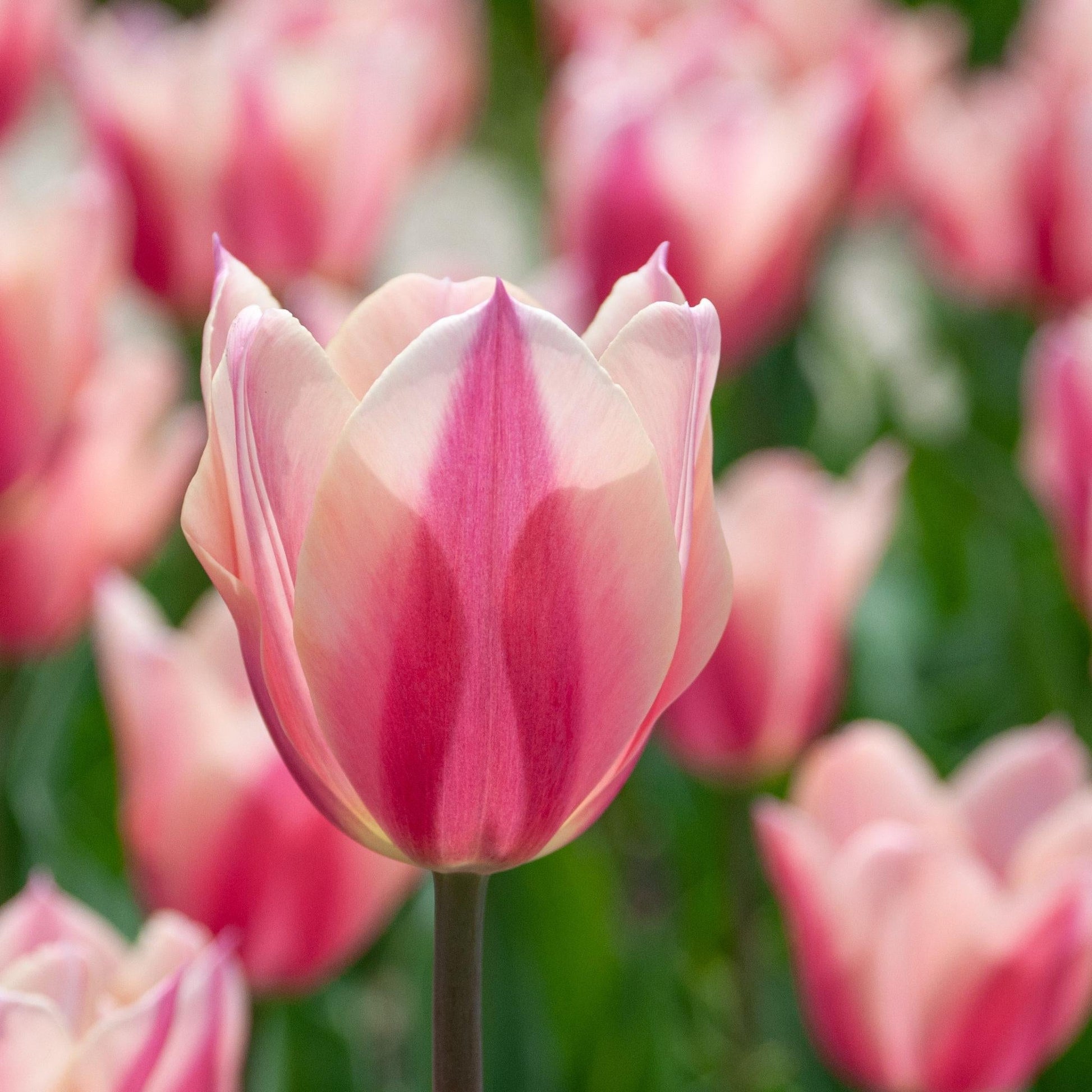 Tulip, Triumph, 'apricot Foxx', Soft Orange, Apricot, And Yellow With A Hbulbs Int Of Rose On The Outer Petal - View 19 from www redcrocus com