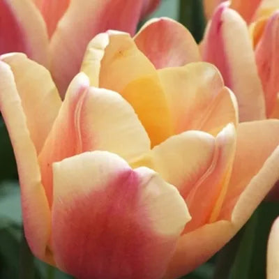 Tulip, Triumph, 'apricot Foxx', Soft Orange, Apricot, And Yellow With A Hbulbs Int Of Rose On The Outer Petal - View 1 from www redcrocus com