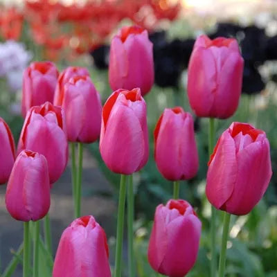Tulip, Triumph, 'apricot Foxx', Soft Orange, Apricot, And Yellow With A Hbulbs Int Of Rose On The Outer Petal - View 22 from www redcrocus com