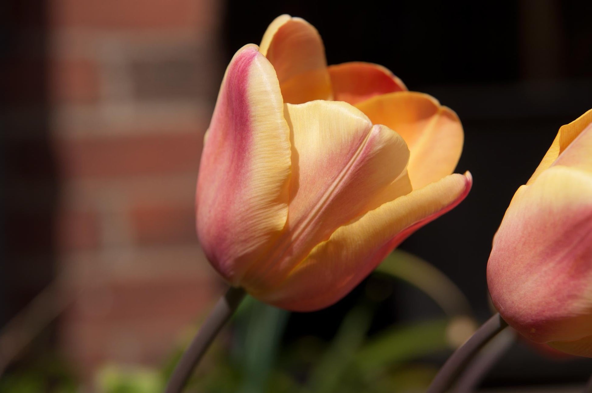 Tulip, Triumph, 'apricot Foxx', Soft Orange, Apricot, And Yellow With A Hbulbs Int Of Rose On The Outer Petal - View 23 from www redcrocus com