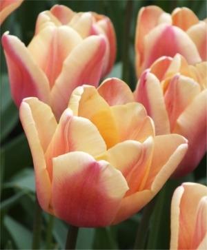 Tulip, Triumph, 'apricot Foxx', Soft Orange, Apricot, And Yellow With A Hbulbs Int Of Rose On The Outer Petal - View 2 from www redcrocus com