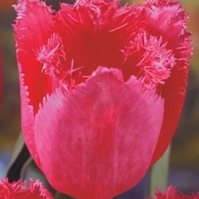 Tulip, Triumph, 'apricot Foxx', Soft Orange, Apricot, And Yellow With A Hbulbs Int Of Rose On The Outer Petal - View 5 from www redcrocus com