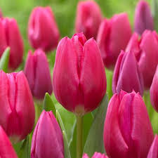 Jumbo Triumph Tulip-Vibrant Pink Blooms-Perfect for Spring Gardens  100 in  Box