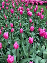 Jumbo Triumph Tulip-Vibrant Pink Blooms-Perfect for Spring Gardens  100 in  Box