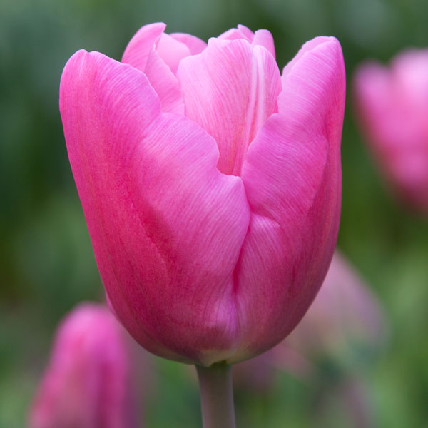 Jumbo Triumph Tulip-Vibrant Pink Blooms-Perfect for Spring Gardens  100 in  Box