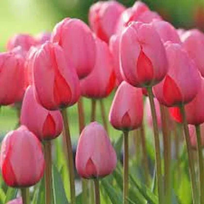 Jumbo Triumph Tulip-Vibrant Pink Blooms-Perfect for Spring Gardens  100 in  Box
