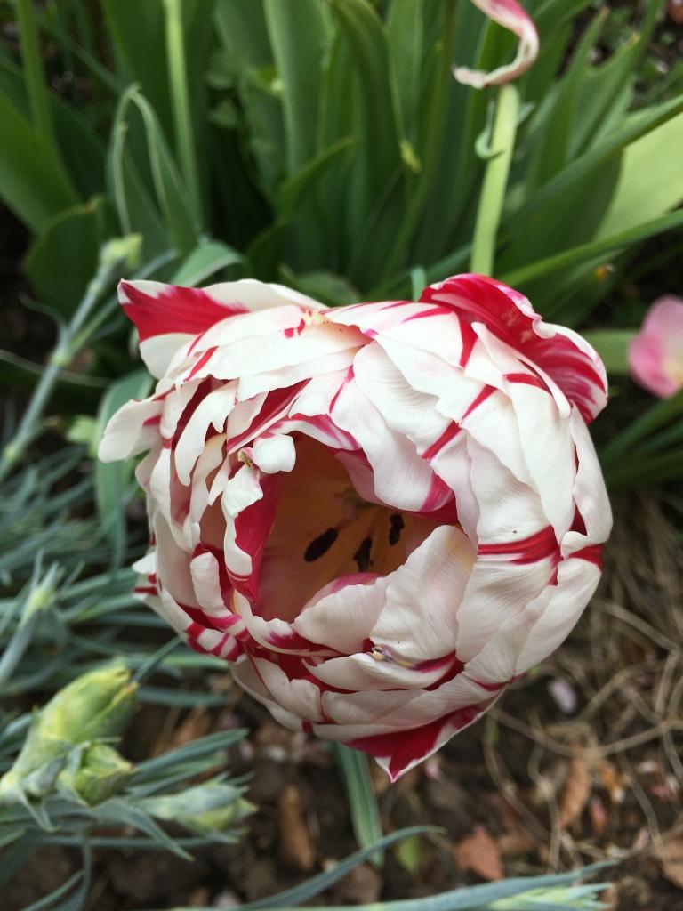 Tulip, Triumph, 'jumbo Pbulbs Ink', Bright Pbulbs Ink With Lighter Pbulbs Ink Edges - View 13 from www redcrocus com