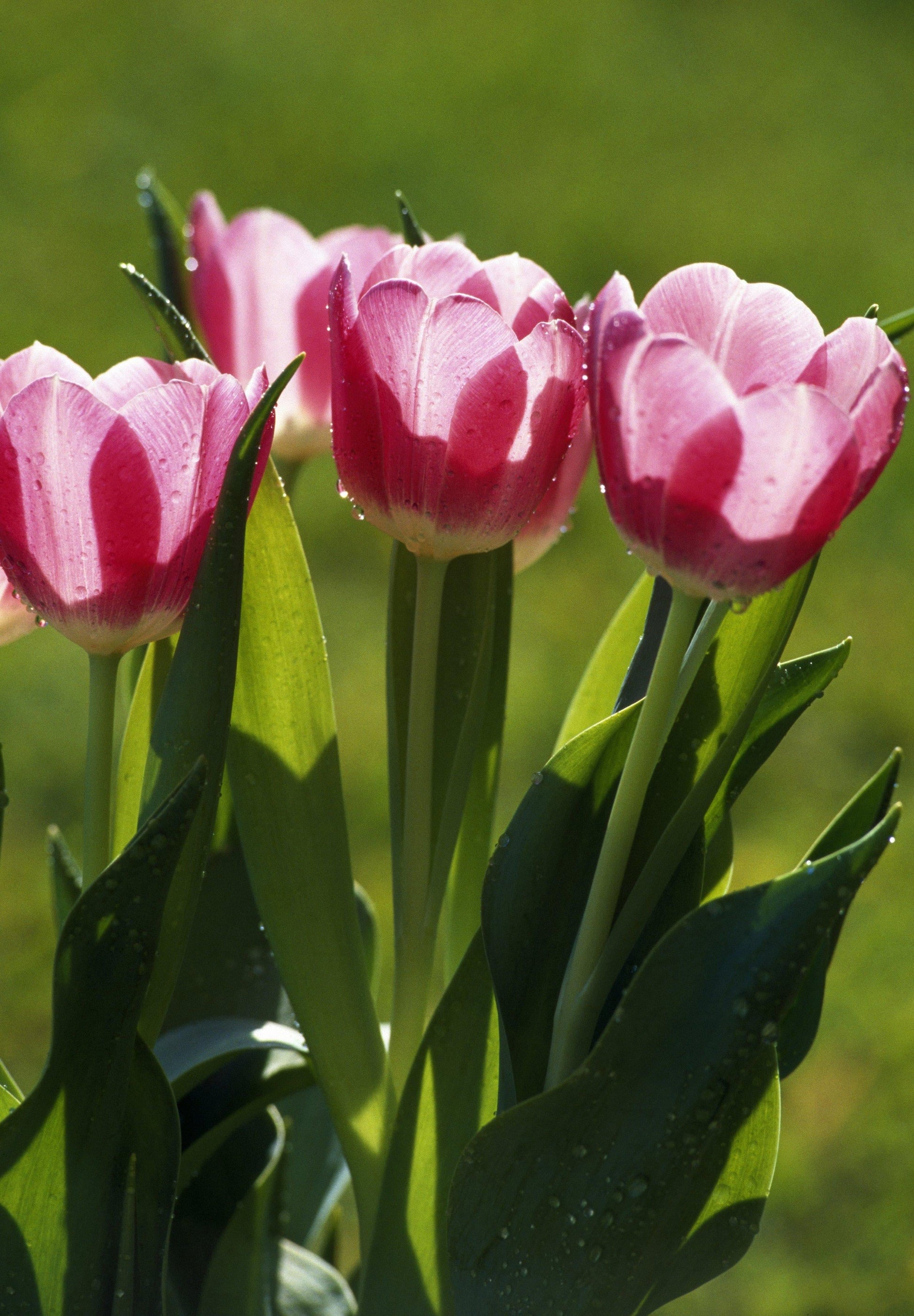 Tulip, Triumph, 'jumbo Pbulbs Ink', Bright Pbulbs Ink With Lighter Pbulbs Ink Edges - View 2 from www redcrocus com