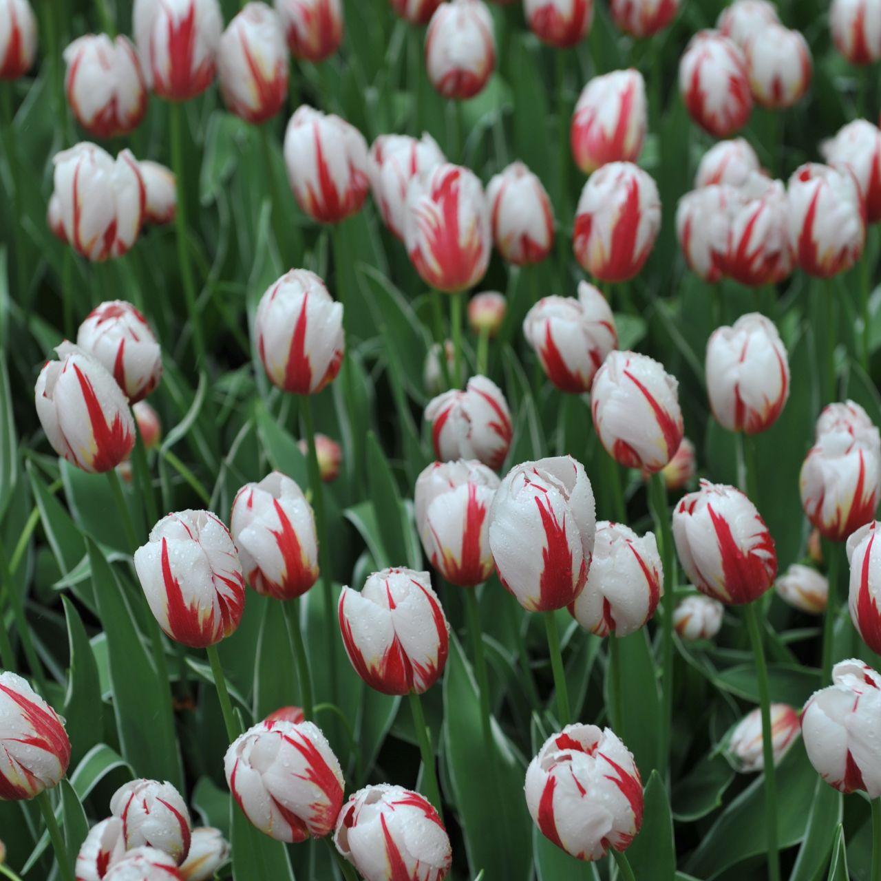 Tulip, Triumph, 'carnaval De Rio' - View 10 from www redcrocus com