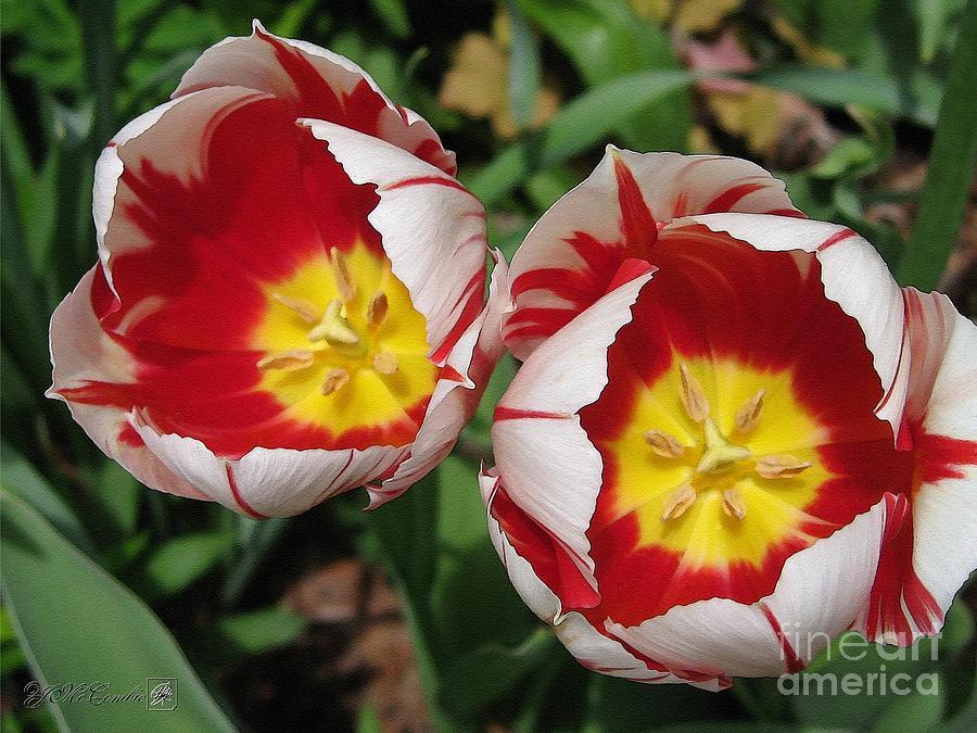 Tulip, Triumph, 'carnaval De Rio' - View 11 from www redcrocus com