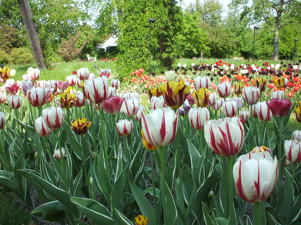 Tulip, Triumph, 'carnaval De Rio' - View 12 from www redcrocus com