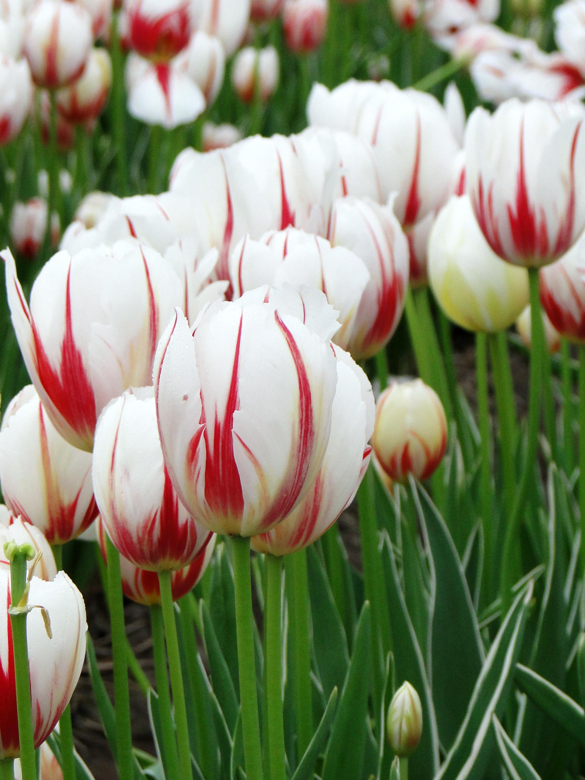 Tulip, Triumph, 'carnaval De Rio' - View 14 from www redcrocus com