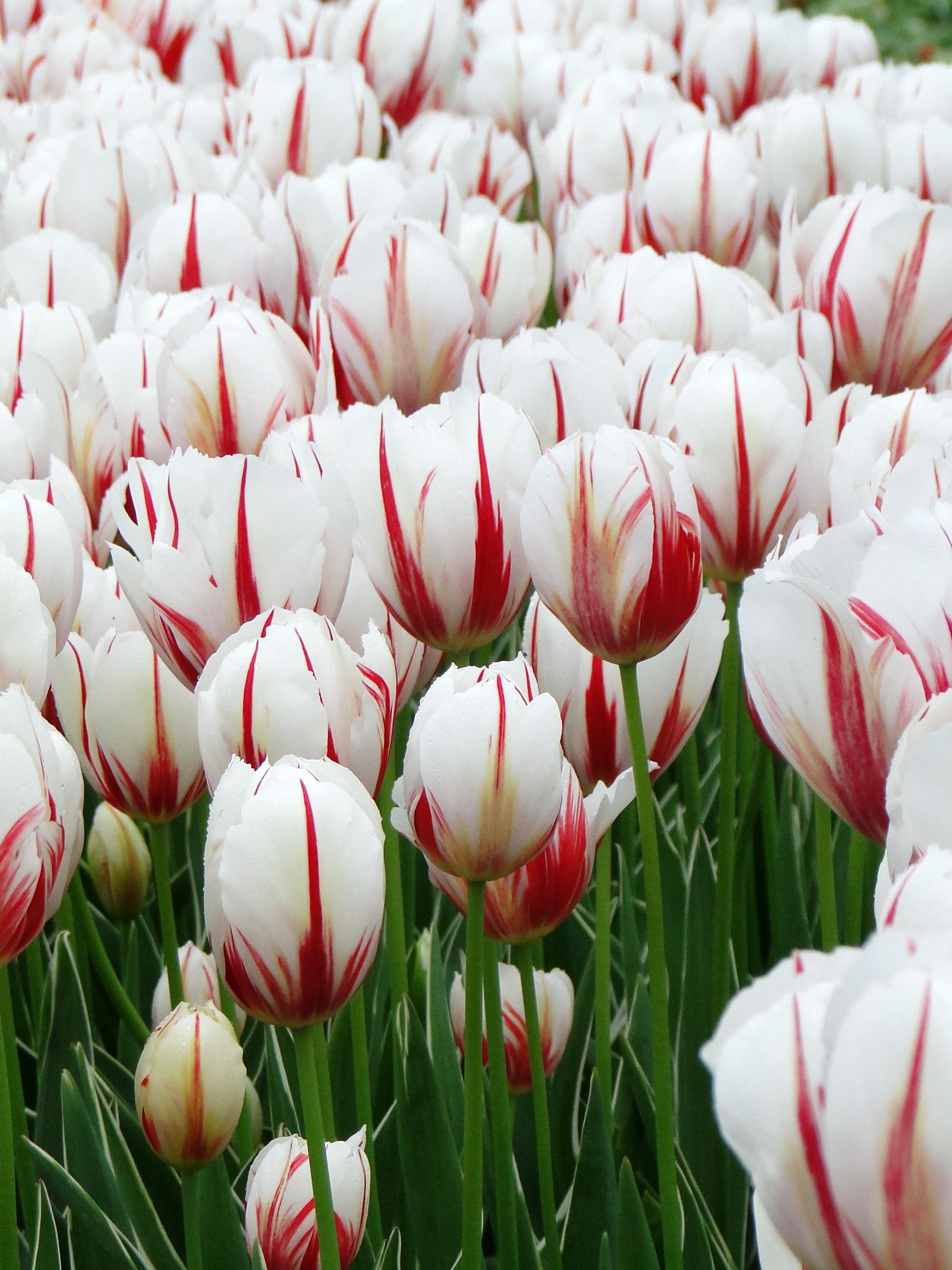 Tulip, Triumph, 'carnaval De Rio' - View 15 from www redcrocus com