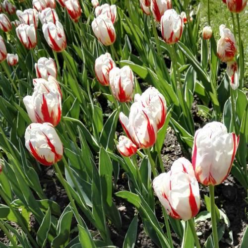 Tulip, Triumph, 'carnaval De Rio' - View 16 from www redcrocus com
