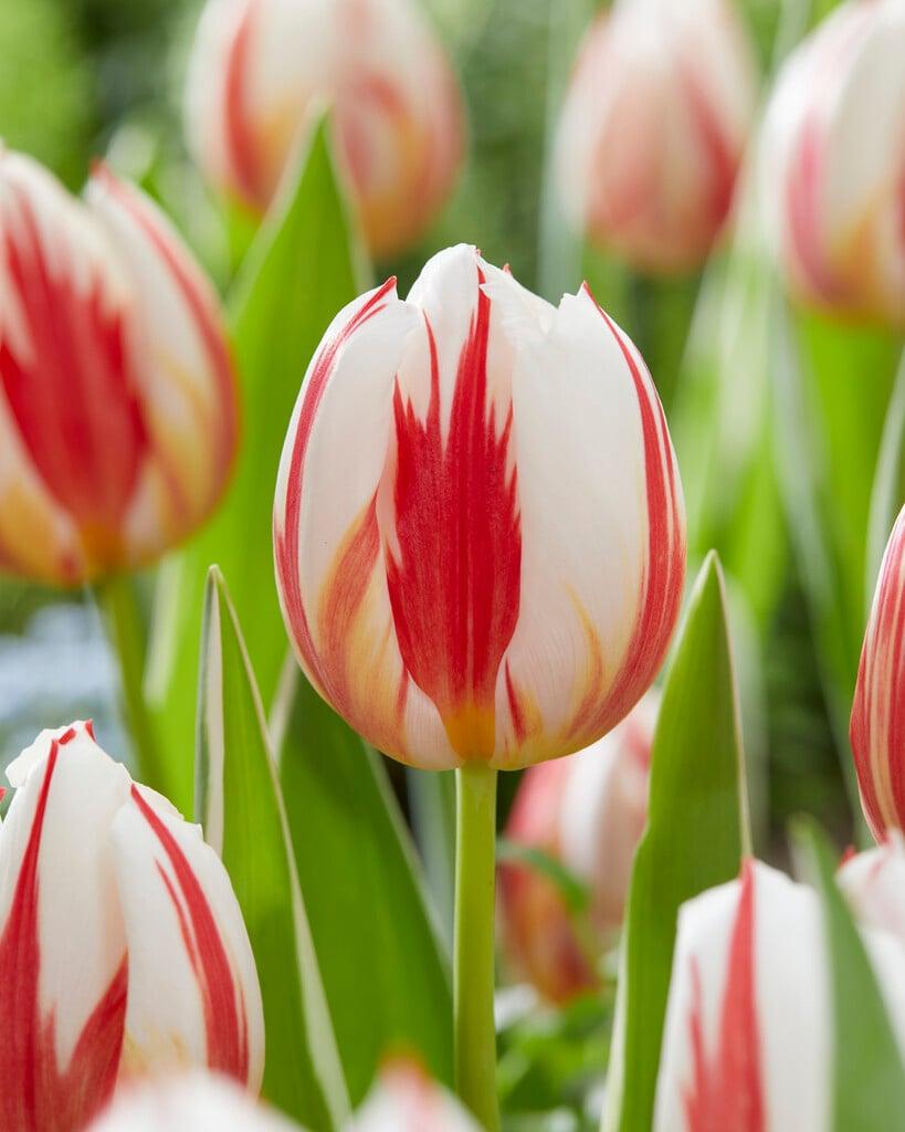 Tulip, Triumph, 'carnaval De Rio' - View 18 from www redcrocus com