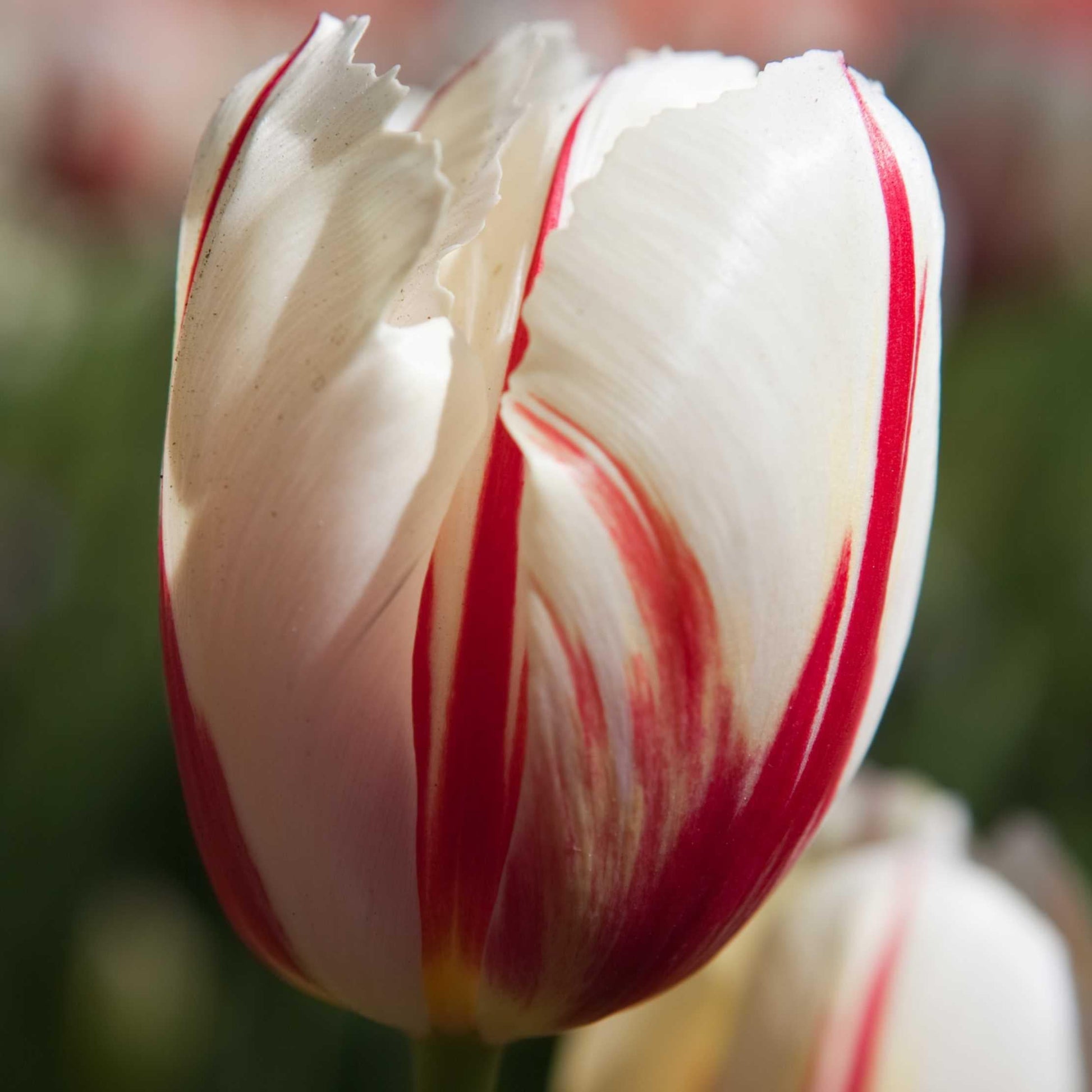 Tulip, Triumph, 'carnaval De Rio' - View 19 from www redcrocus com