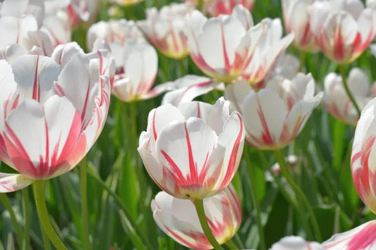 Tulip, Triumph, 'carnaval De Rio' - View 1 from www redcrocus com
