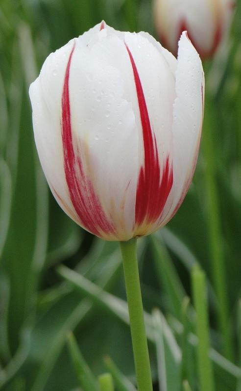 Tulip, Triumph, 'carnaval De Rio' - View 20 from www redcrocus com