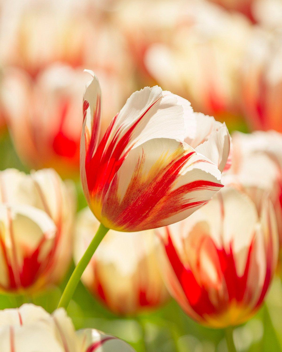 Tulip, Triumph, 'carnaval De Rio' - View 22 from www redcrocus com